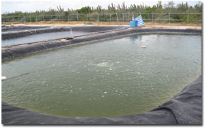 Estanque de cultivo intensido CIBNOR