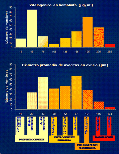 Gráfica de correlación fenotípica y genética con el tamaño de los ovocitos de las hembras Gráfica de correlación fenotípica y genética con el tamaño de los ovocitos de las hembras