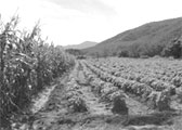 Sembradío