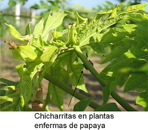 Papaya infectada