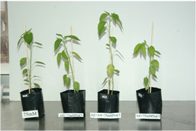 Plantas de chile expuestas a estrés salino Plantas de chile expuestas a estrés salino