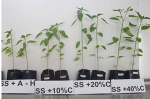 Plantas de chile en un suelo con alta concentración de sales Plantas de chile en un suelo con alta concentración de sales