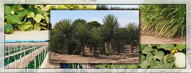 Programa de Agricultura en Zonas Áridas Programa de Agricultura en Zonas Áridas