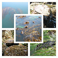 Macroalgas