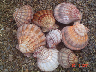 Almejas mano de león