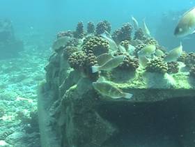 Artificial coral reef with fish