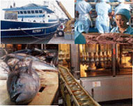 Collage pesquería de atún