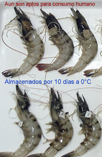 Organisms stored for 10 days showing melanosis Organisms stored for 10 days showing melanosis