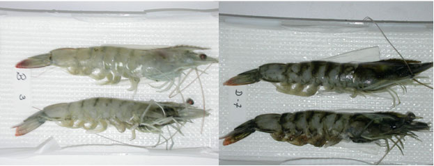 Non-melanized shrimp (left) and melanized shrimp (right)