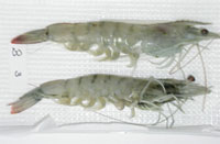 Shrimp