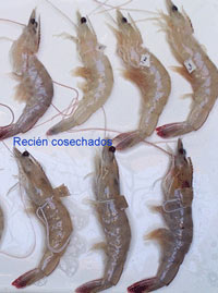 Recently harvested organisms without melanosis Recently harvested organisms without melanosis