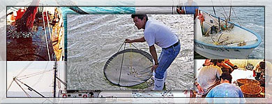 Ecología Pesquera