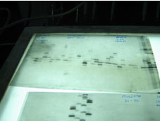 DNA identification