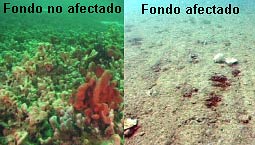 Affected and non-affected sea bottoms