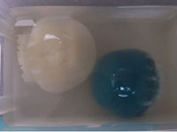 Cannonball jellyfish