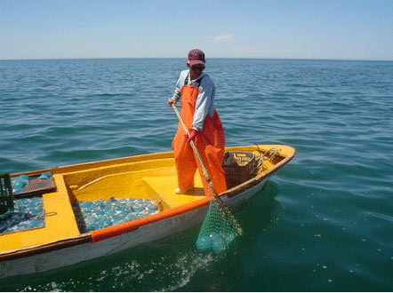 Fishing process of cannonball jellyfish in the Gulf of California