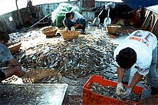 Boat fishing