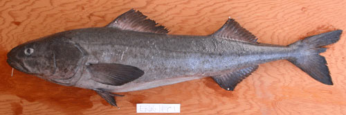 Bacalao