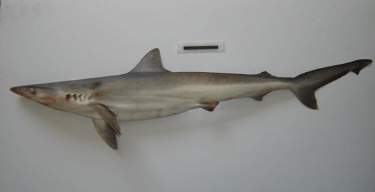 Tiburón bironche