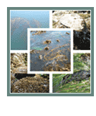 Macroalgas y Pastos Marinos