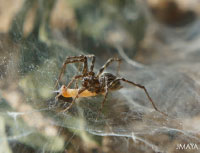 Araña Araña