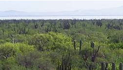 Flora NW Mexico region