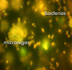 Electron microscopy micrography of plant growth promoting bacteria in Azospirillum brasilense and the microalga Chlorella vulgaris, sharing the same cavity within an alginate sphere