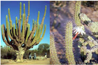 Cardones
