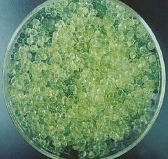 Microalgae and bacteria coimmovilized in alginate spheres