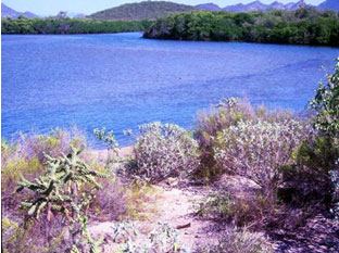 Manglar