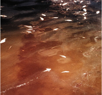 Red tide