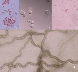Laboratorio de Diagnóstico Microbiológico