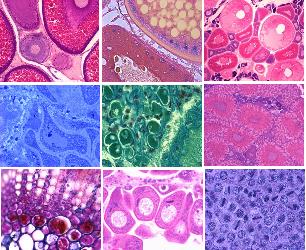 Laboratorio de Histología e Histoquímica