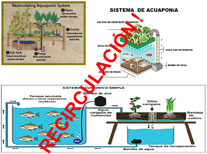 acuaponia