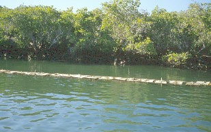 Acuicultura