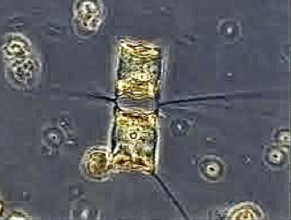 Cultivo de microalgas con alto contenido de PUFAs