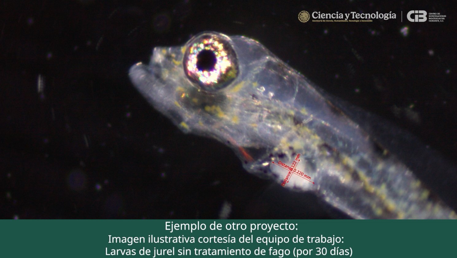 Aliados invisibles en la acuicultura: los fagos y la ciencia sin fronteras