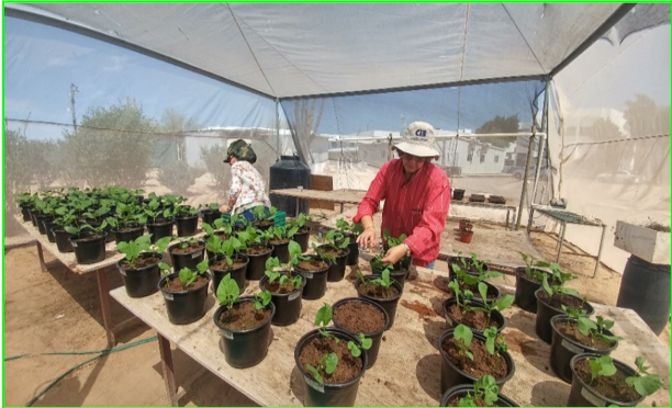 Composición homeopática de sal marina para uso agrícola