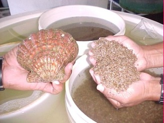 Composición Homeopática de Vibrio para uso Acuícola