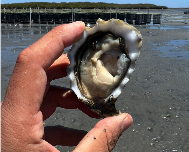 Hacia una nueva gobernanza de la acuicultura en Baja California Sur