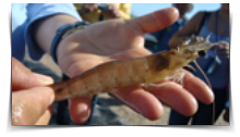 crustaceos