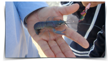 crustaceos