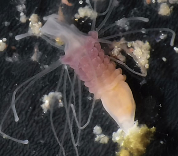 experimental acuicola guaymas