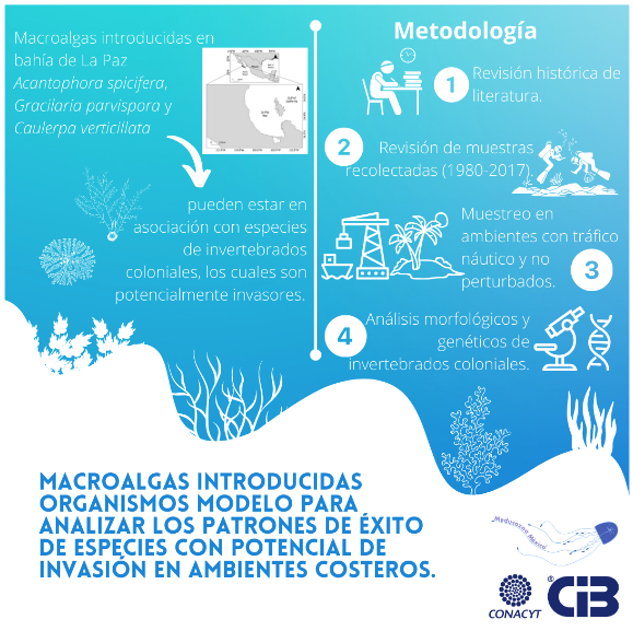 macroalgas