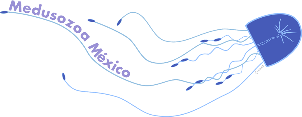 medusozoa