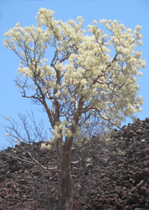 herbario montes2